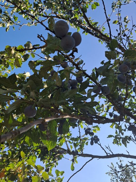 Prune de vanzare