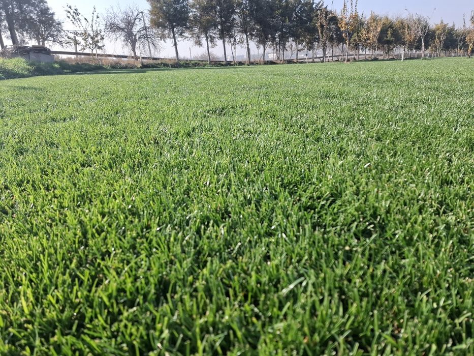 Gazon Toshkent - Газон Тошкент - Живой Руллонный Установка Свое Поле!