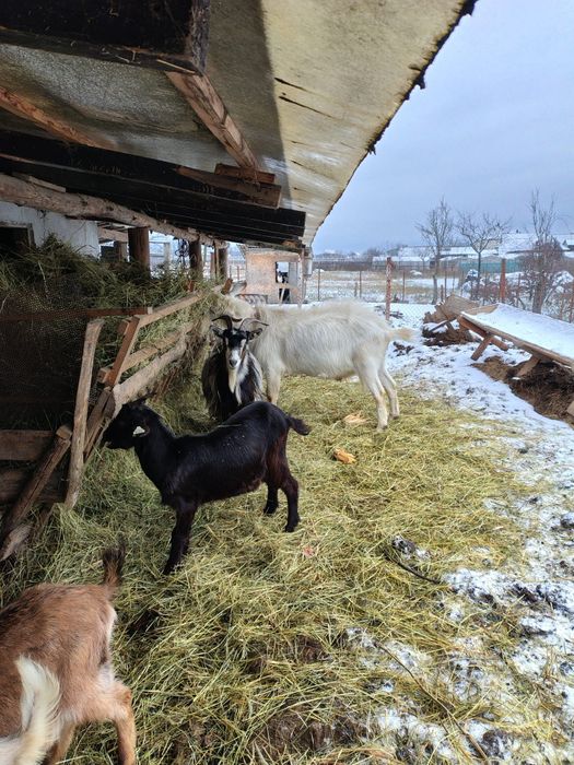 Vindem capre la bucata sau toate.