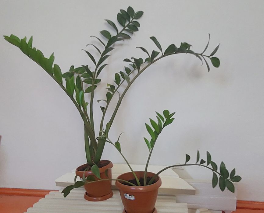 Доллар гүлдер сатылады.