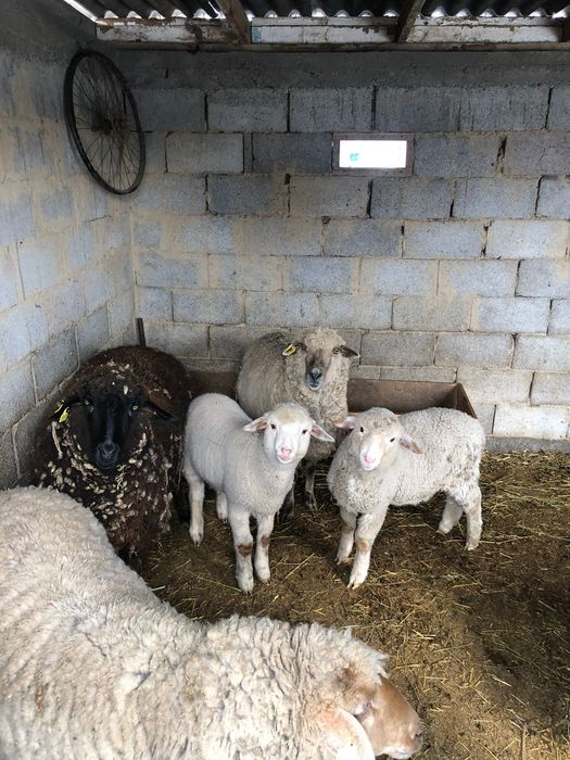 Козылы кой сатылады