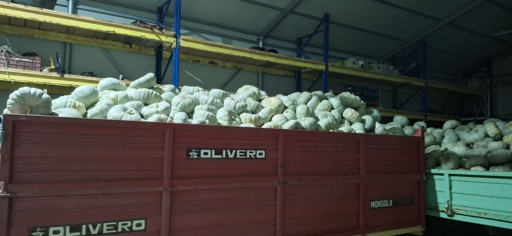 Dovleac pentru copt placinte