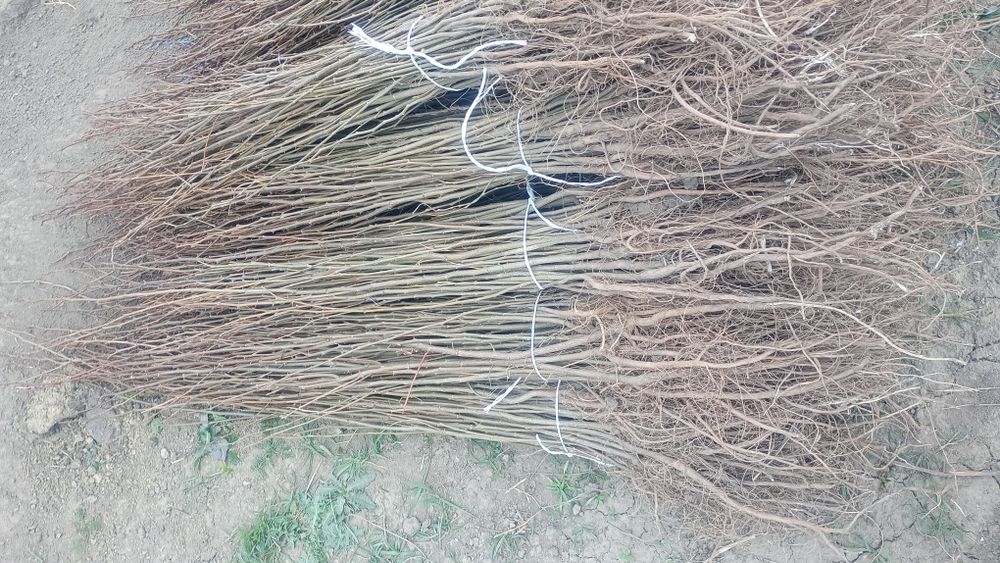 Puieti salcâm disponibil 15000.de bucăți preț 0.80 banii frasin comun