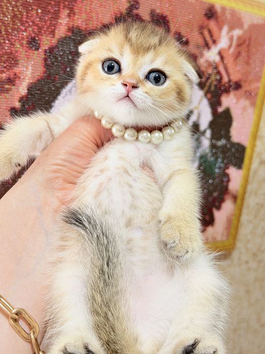 Котята от правильной вязки