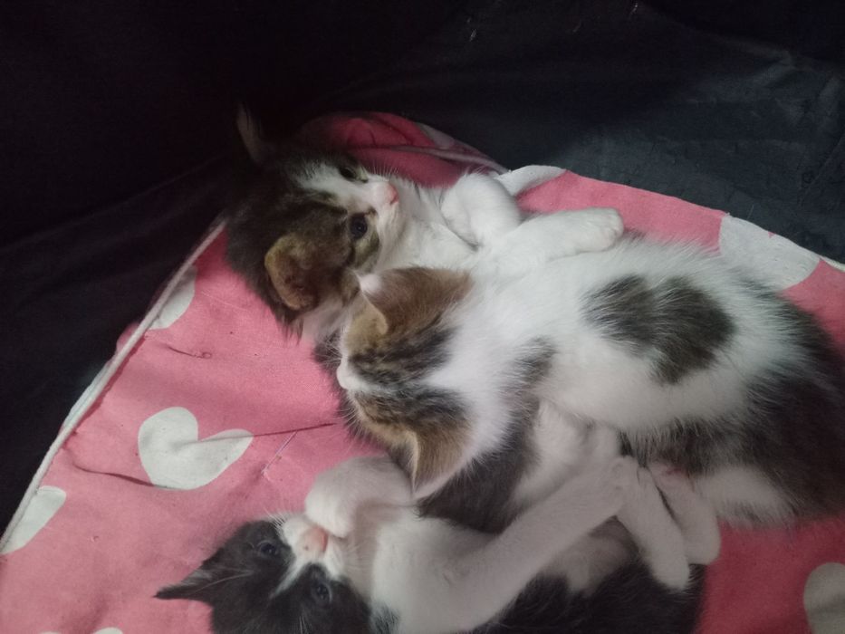 Котятки в добрые заботливые руки