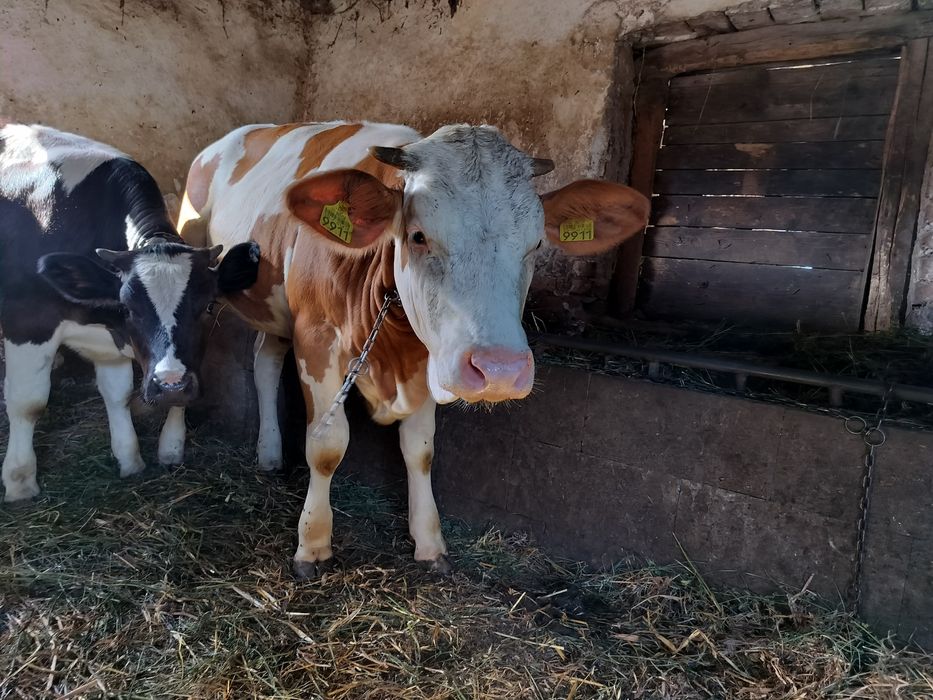 Vând vitele 10 luni și 8 luni