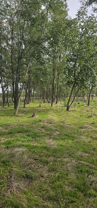 Teren intravilan construibil peisaj de vis