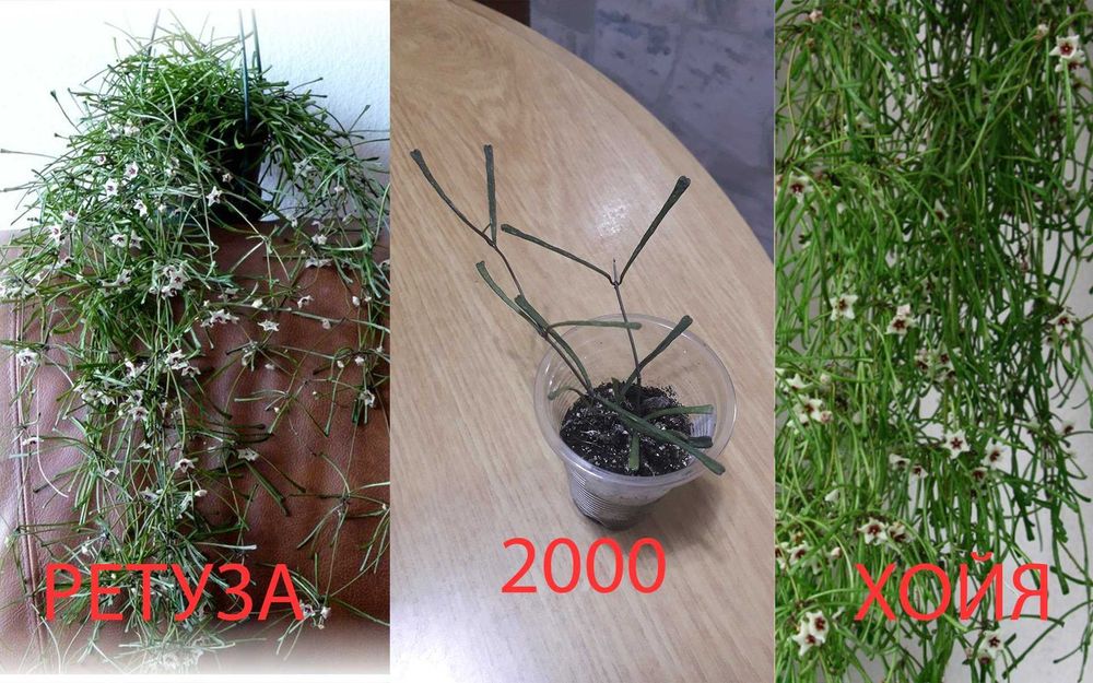 Комнатные  цветы