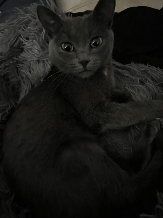 Ищет дом кошечке