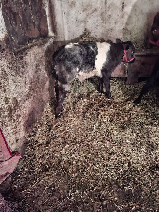 Vand o vitea baltata .si un tauras belgin