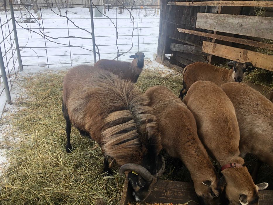 oi camerun aparat de tuns bio