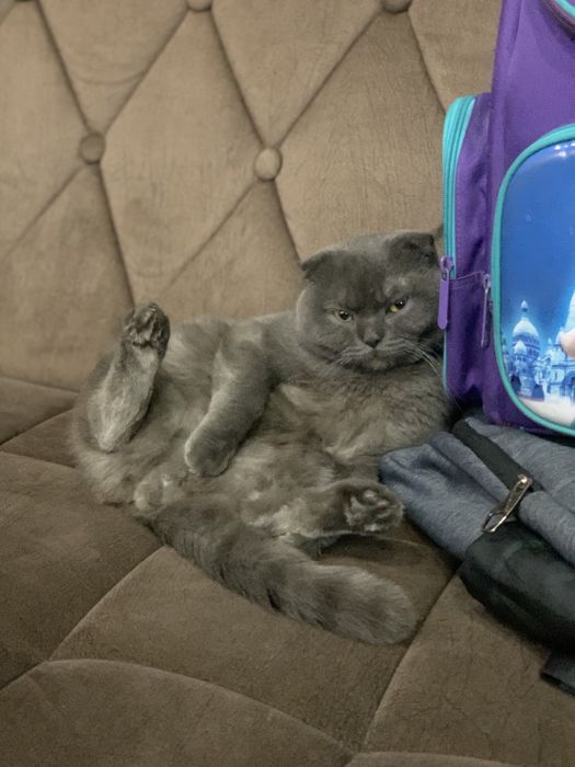 Скоттиш фолд, Scottish Fold
