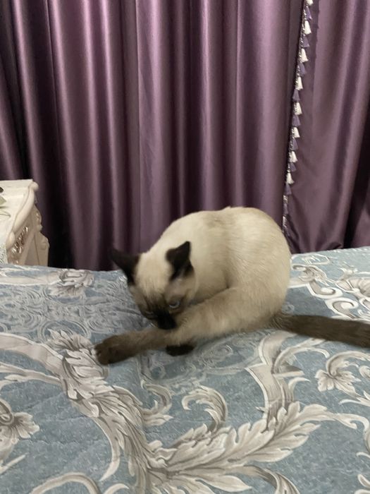 Котенок 5 месяцев девочка