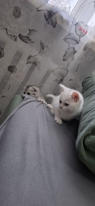 Шотландские котята девочки