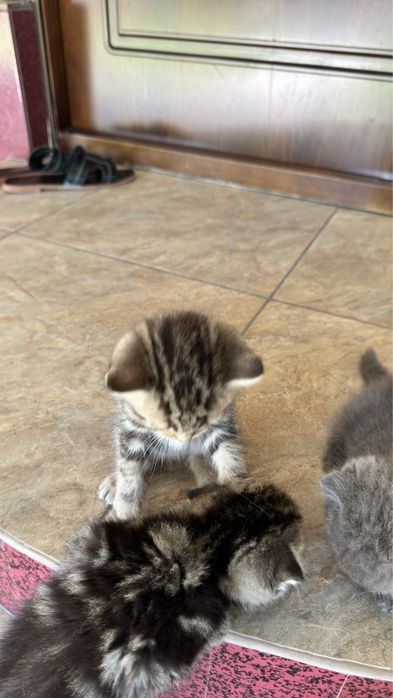 Mushuk sotiladi srochna annig omoxchi bosela tel qilila .