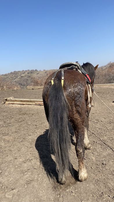 Айгыр жеребец ат лошадь