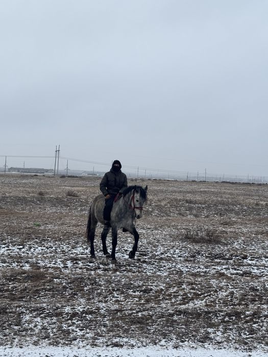Продается жеребец айғыр