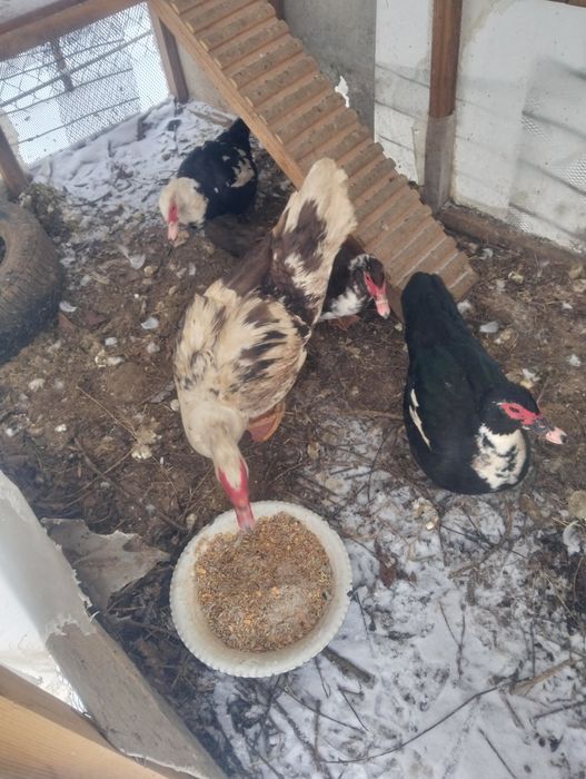 Продам индоуток.