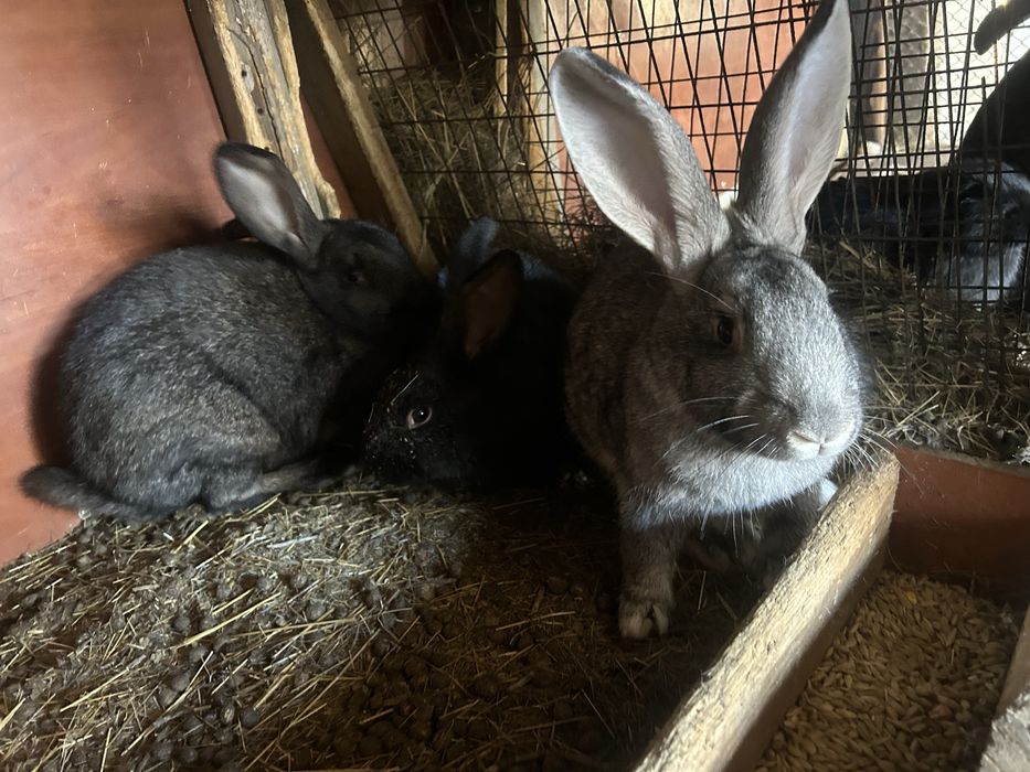 Продам кроликов 4 месячные