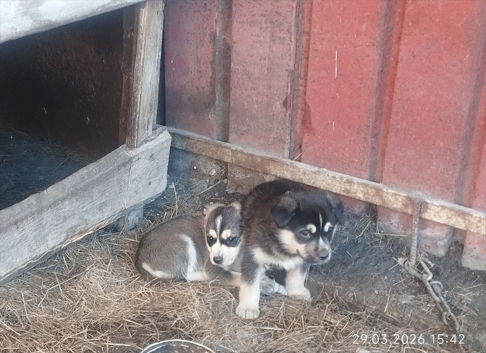 Щенки помесь хаски