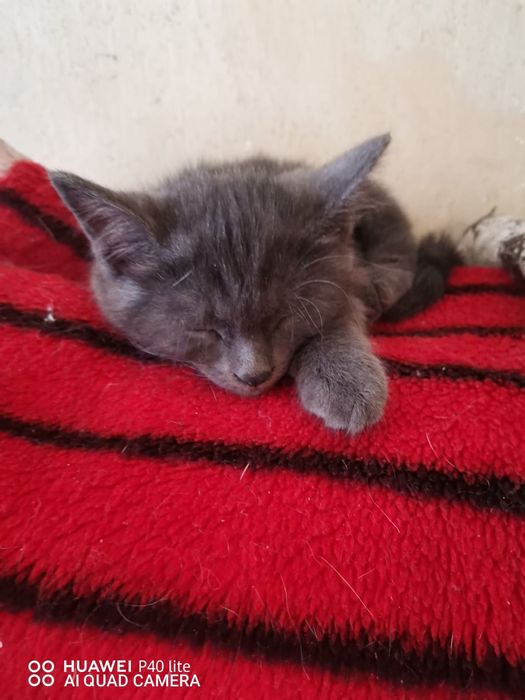 Отдам котят в добрые руки.