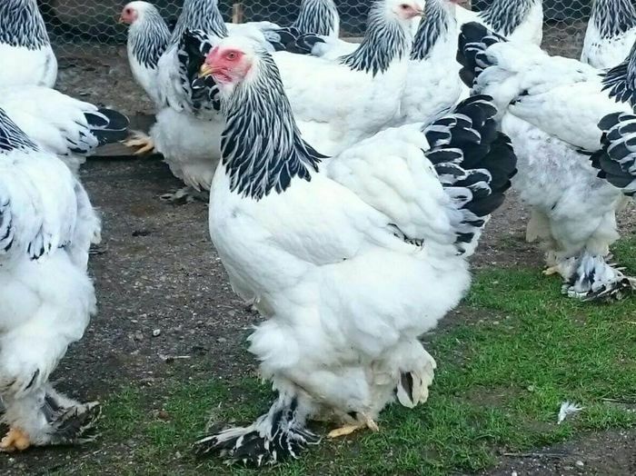 Vând ouă brahma herminat deschis.