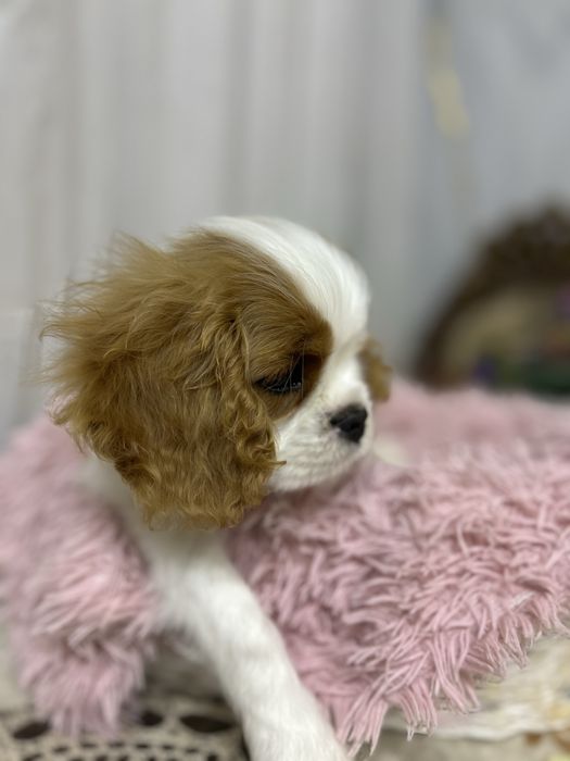 Кавалер кинг чарльз спаниель