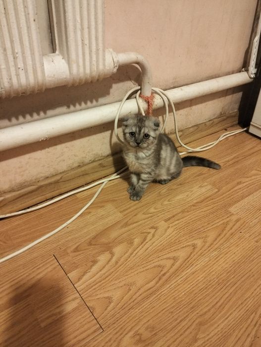 Шотландцы  тёмных окрасов