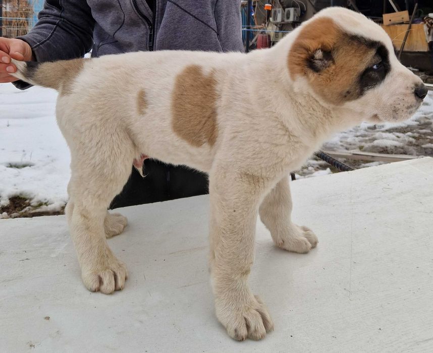 Продам шенков САО