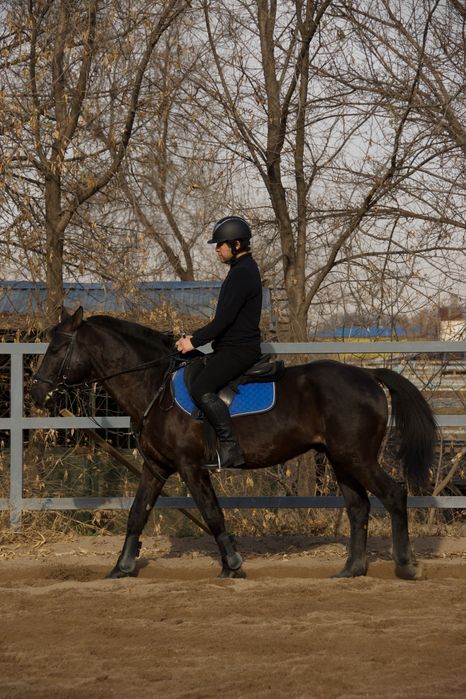 жеребец для верховой езды
