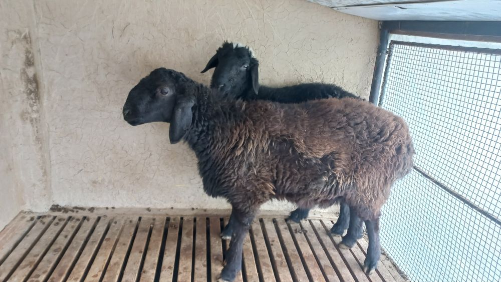 Семіз қошқар сатылады