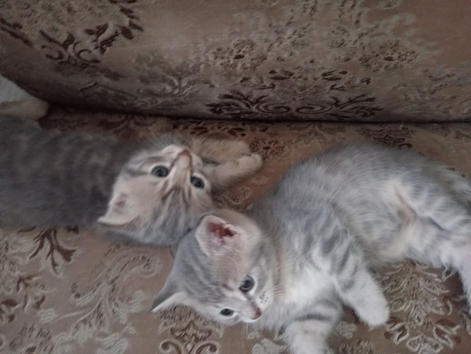 Котята Британцы в добрые рукиии