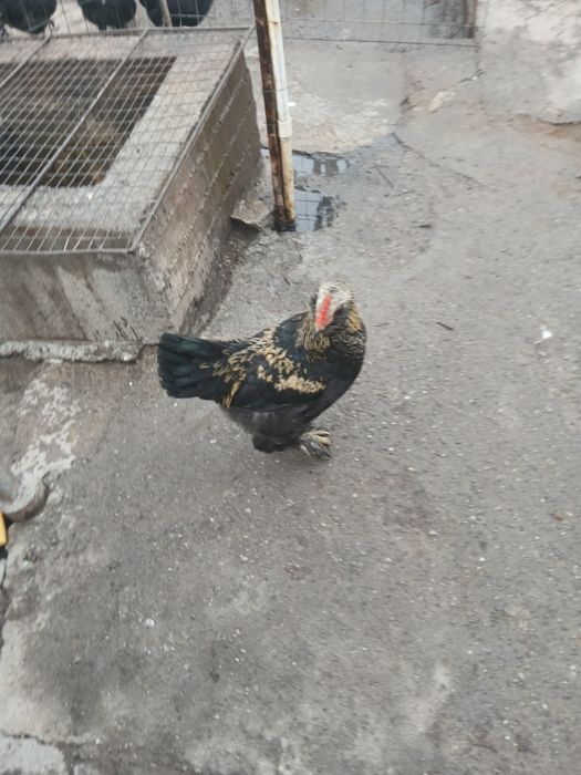 Хўрозлар сотилади.