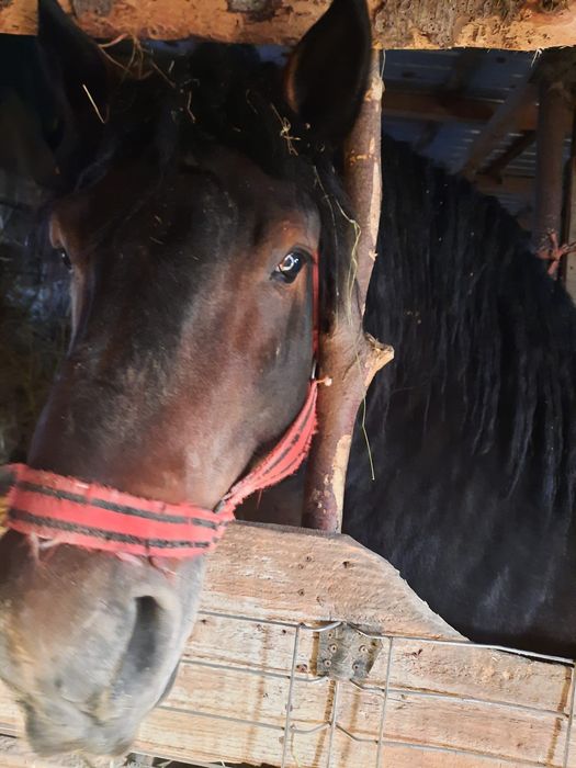 Vând armăsar ardenez Vârsta 2 ani și 10 luni