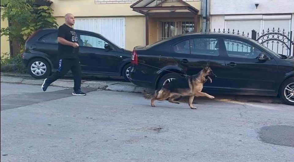 Немско овчарско куче