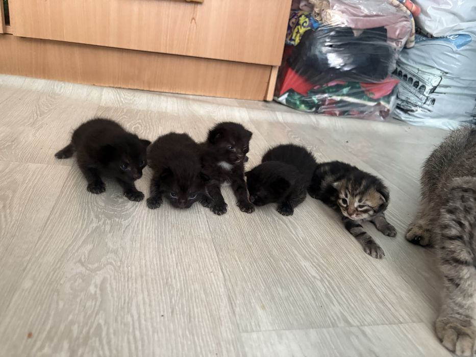 Котятааа бесплатно