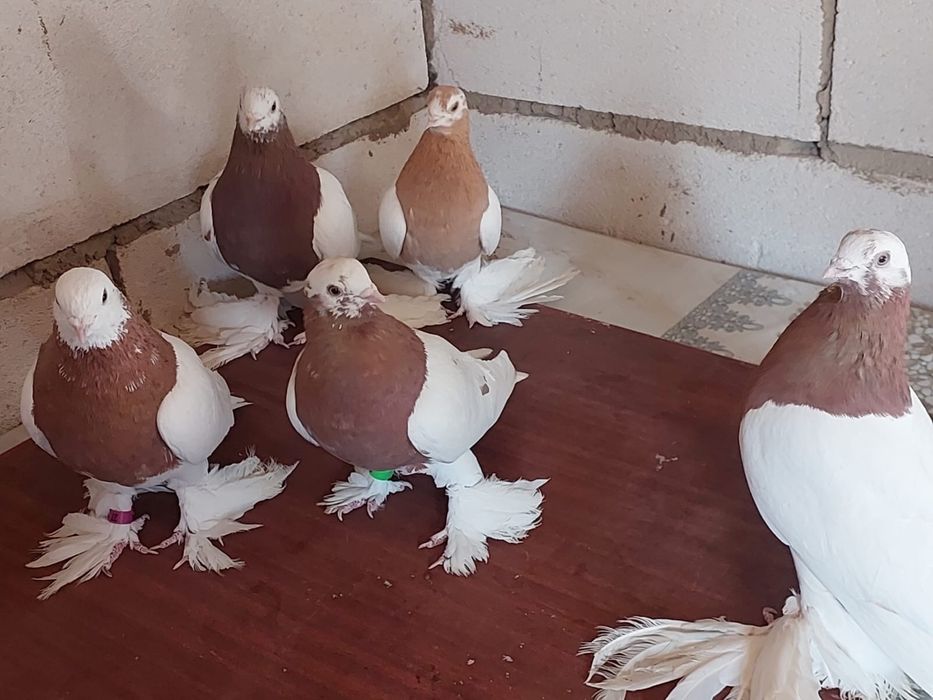 Голуби Капканы продаются молодые