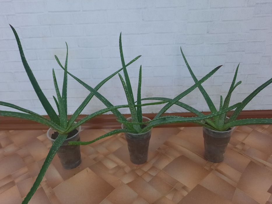 Алоэ Вера. Растение