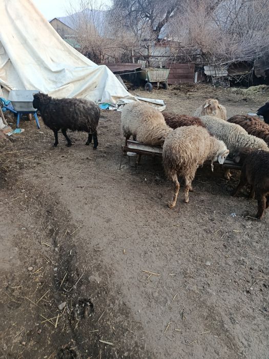 В Продажи Бараны Жирные.