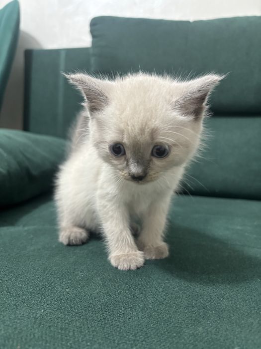 Котята и кошки в Алматы
