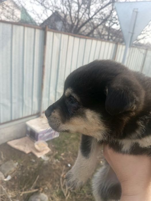 Отдам щенков , в хорошие руки