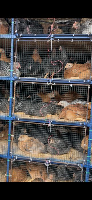 Pui porumbaci rasa mixta