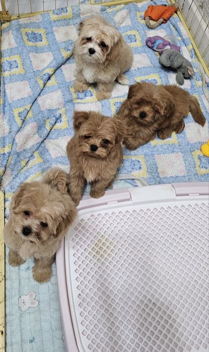 Миниатюрные мальтипу