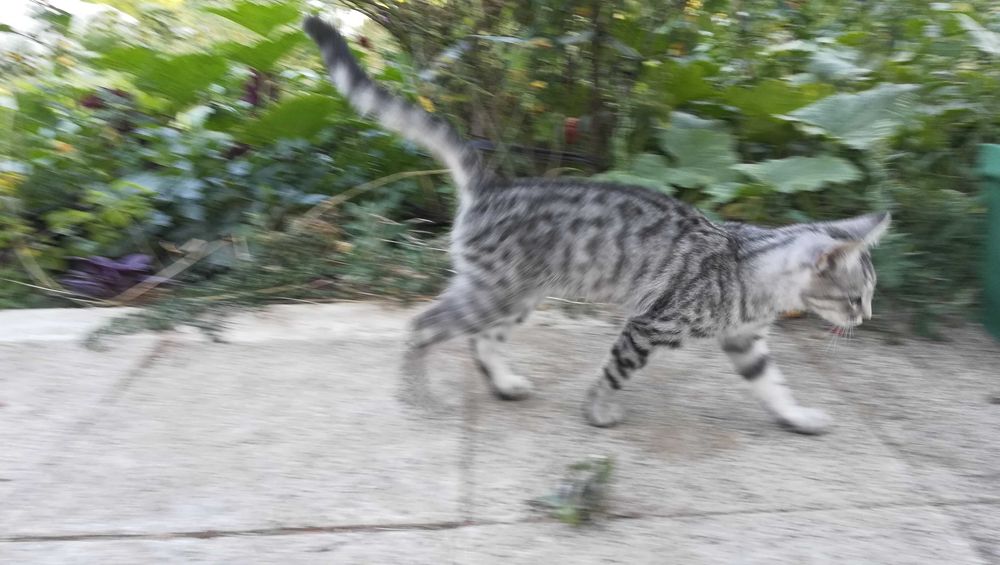 Котка тигър на 5 месеца