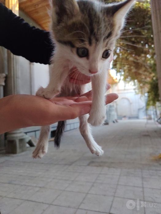 Продаются домашние котята!