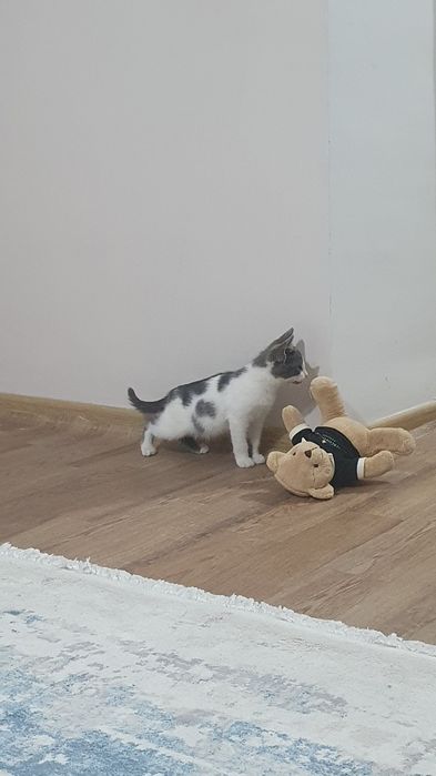 Котенок мальчик 2-3месяца