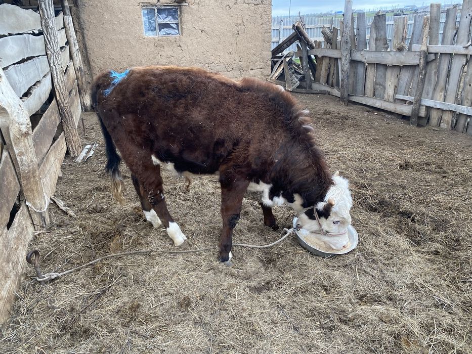 Бычок 1 жас 2 ай сатылады