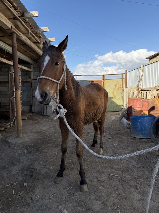 Тай сатылады. Бағымда тұрған                             З