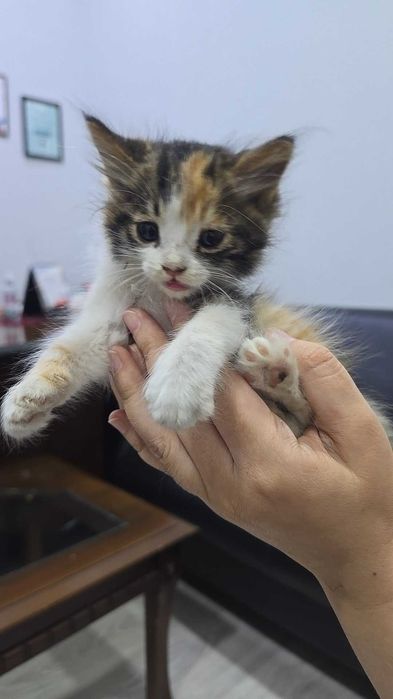 Пристраивается котёнок в добрые руки, девочка, подкидыш
