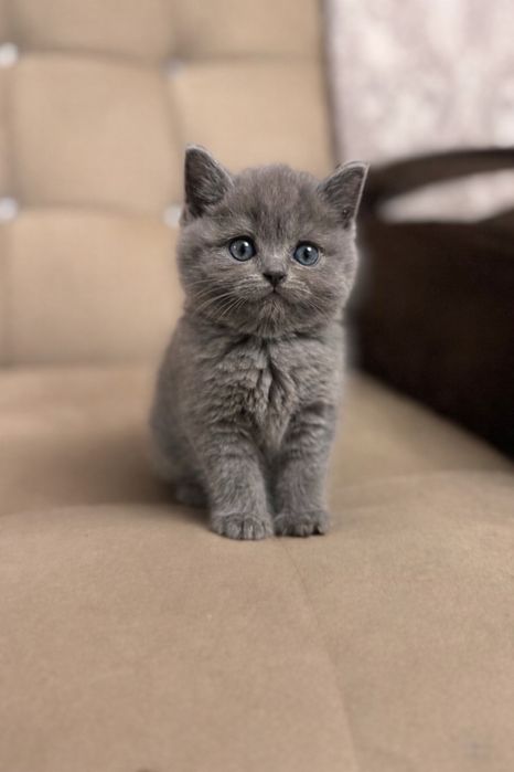 Срочно продается скотти страйт девочка